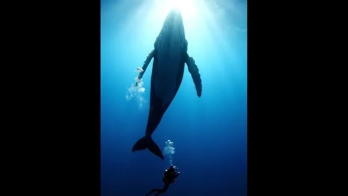 麻豆在线看 - 深蓝星球：探索海洋深处的未知世界